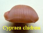 Cypraea chidreni, Gray 1825